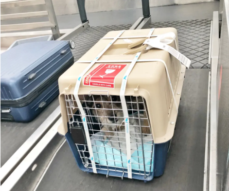锡林郭勒宠物托运 宠物托运公司 机场宠物托运 宠物空运